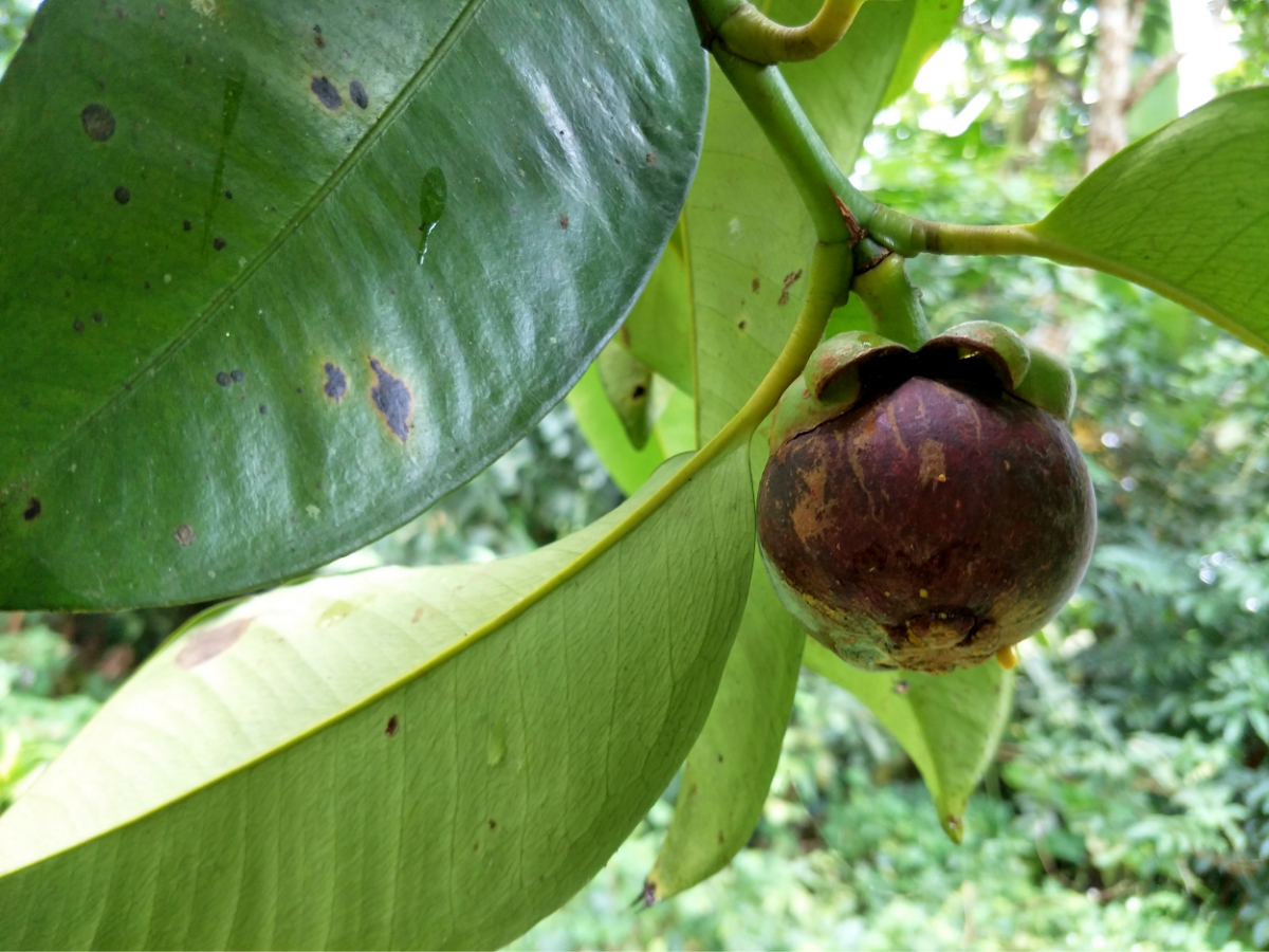 Projek Bumi Hijau 4